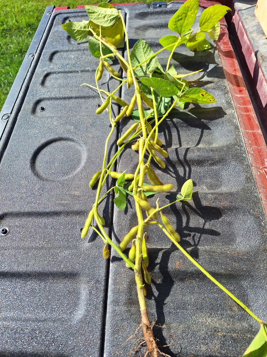 #agrisagronomy  #GLGtour2025 S12 M5X planted April 27 getting close to R7, one brown pod anywhere on main stem  dropping leaves fast in dryer weather harvest might only be 2-3 weeks away