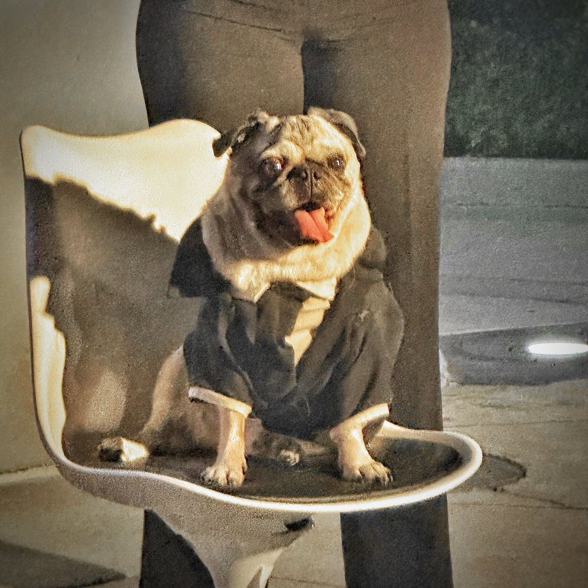 TuckBeck's tweet image. I call this Frank The Pug… rhymes with Grug. Checkout this Button @UniversalORL handed out at UOAP Nights this year! 🙌🏼🙌🏼🙌🏼
.
#ThemePark #UniversalStudiosBlogger
#UOAPButton #UOAP #MenInBlack
#OrlandoFlorida #UniversalStudios
#FrankThePug #UOAPNights 🌙