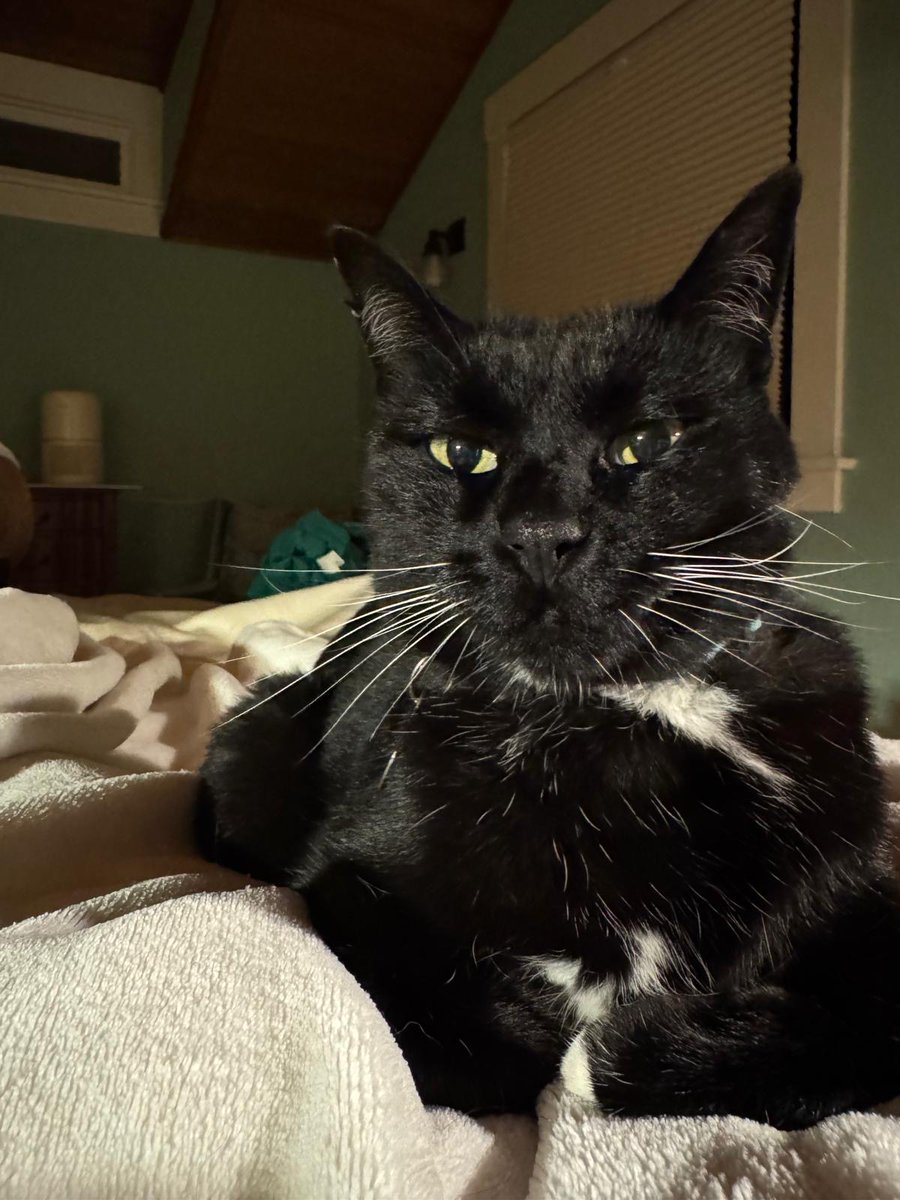 thespy_harriet's tweet image. i am on top of you so comfortable and happy because you would never move. you would never do that to me. you would never disturb so comfortable a harriet (me) who is so warm and comfortable and sleepy because you will never ever move i trust you