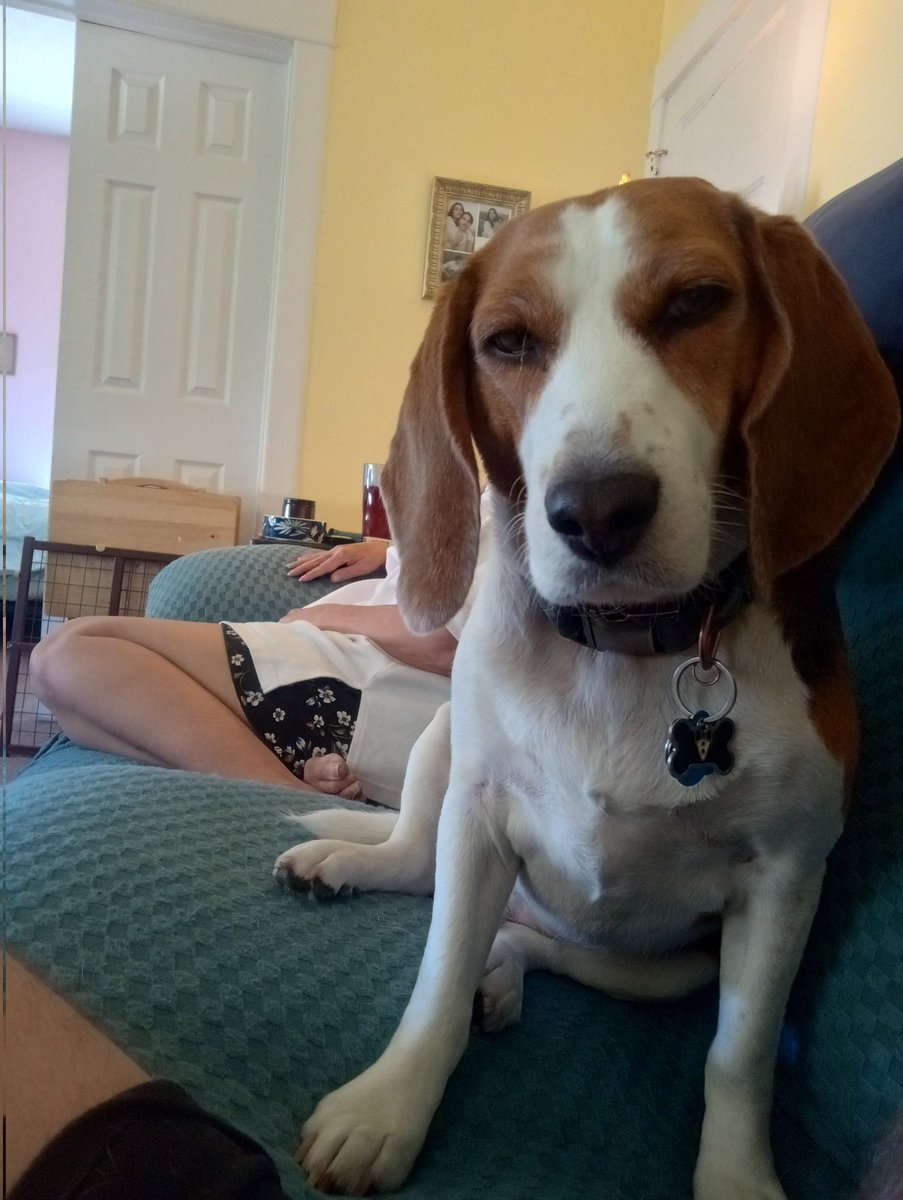 Dat looks suspiciousness like a donut. Donuts is not on y'all's diet, Beagle Daddy Guy. So, in da interest a savin' ya frum da evil donut, hand it over n I gonna take care a it fur ya.