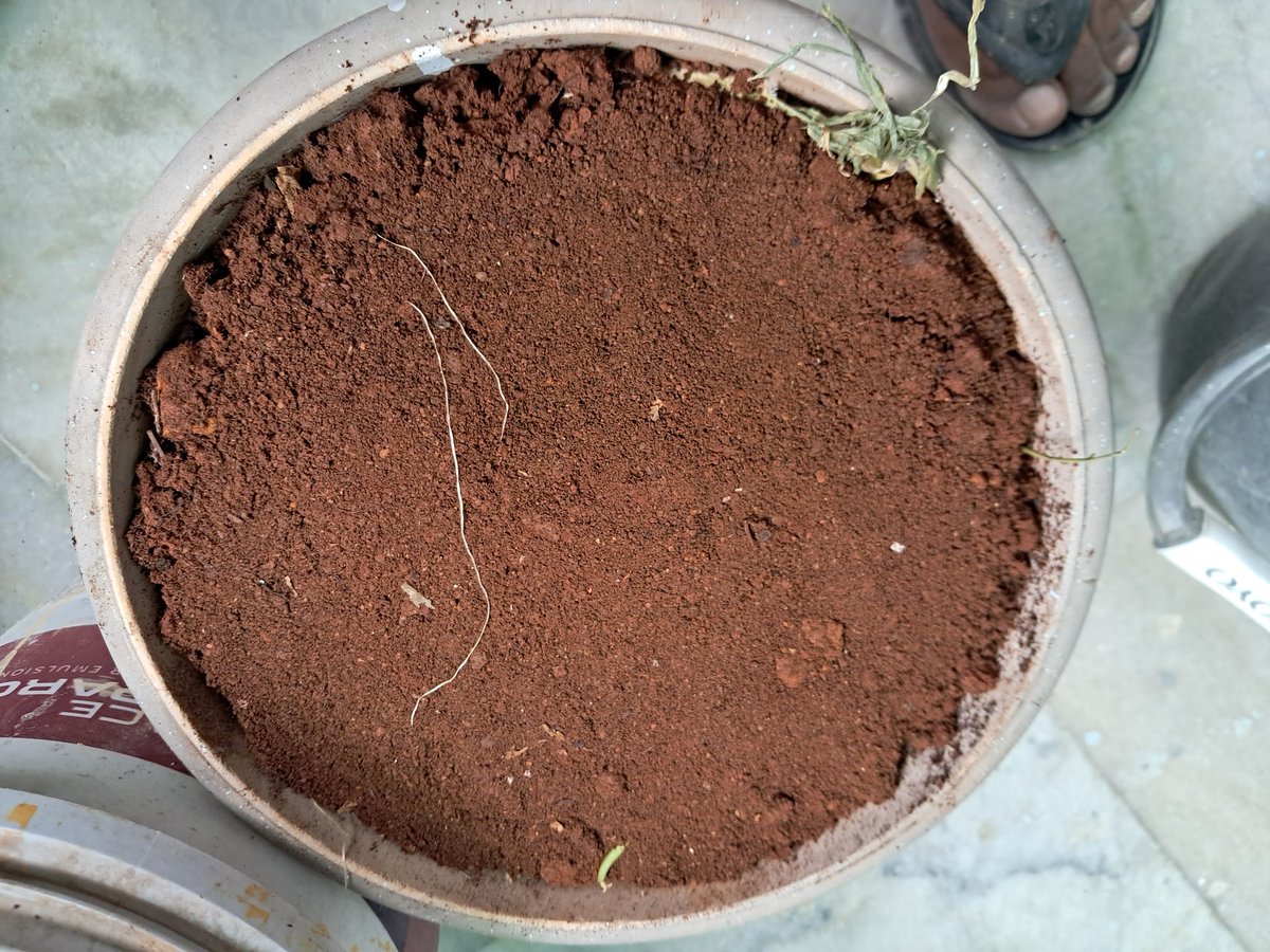 Composting has become a daily habit where every item composted is one less piece of waste in our landfills.

Let's segregate waste, recycle dry waste &amp; compost wet waste to save SOIL, WATER &amp; AIR for us, our children &amp; future!

#ThereIsNoEarthB

<a href="/vinay_vangala/">Vinay Vangala</a> <a href="/Ilovehyderabad/">Sanghamitra Malik</a>