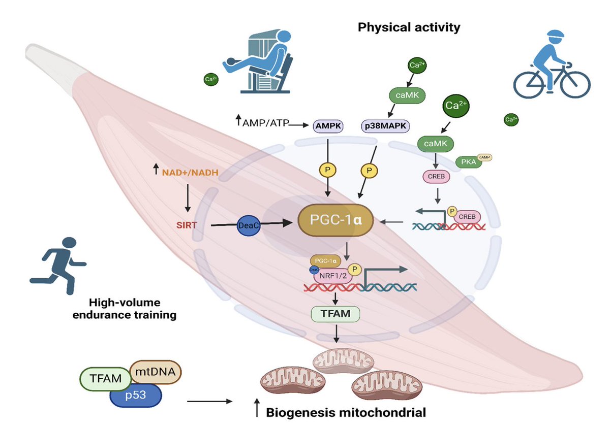 💪🏽🏃‍♀️🔥 El #ejercicio dispara la biogénesis mitocondrial en el músculo esquelético.

⏱️🏊‍♂️🚴‍♀️ Tanto el entrenamiento continuo como el interválico elevan PGC-1α, clave en la adaptación ⚡ metabólica y el rendimiento 🏆

degruyterbrill.com/document/doi/1…