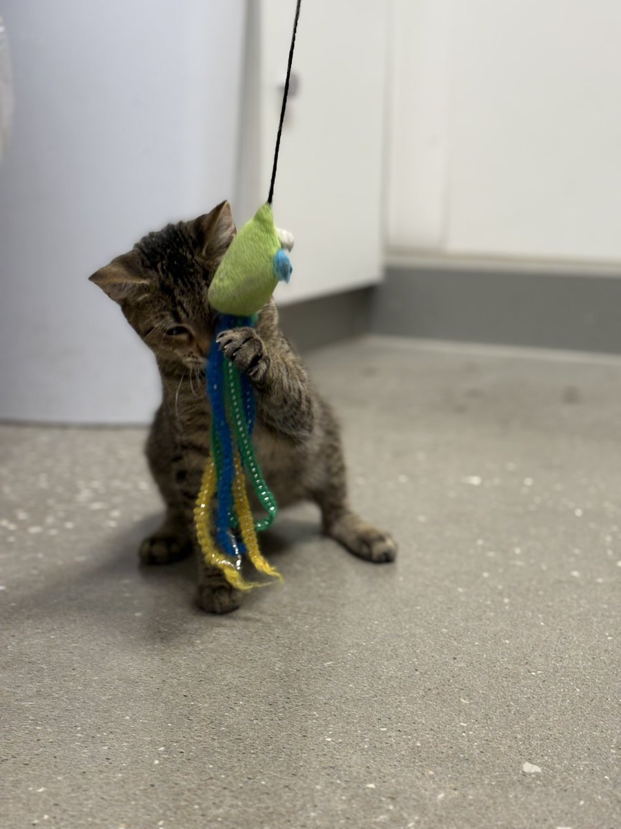 S&T Specialists tweet media