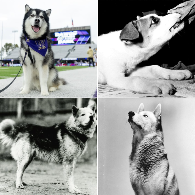 ICYMI: Yesterday was National Dog (Dawg) Day!  Take a quick break to experience some cuteness and Husky pride and learn about the 14 proud pups who have represented the purple and gold.

Read more at UW Magazine: bit.ly/4lOtii2