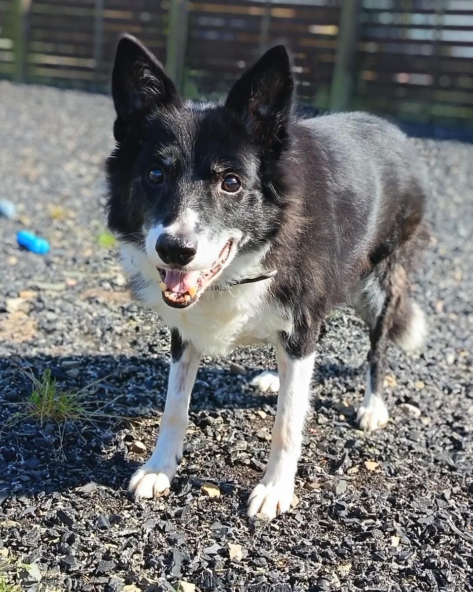 team_greenacres's tweet image. 🏡APPEAL FOR A PERMANENT FOSTER HOME🏡

Meet Pepsi, a very special 15 year old #BorderCollie who has found herself in our care after sadly losing her beloved owner

At her age, all we want for Pepsi is the chance to spend her twilight years in the comfort &amp;amp; love of a real home…
