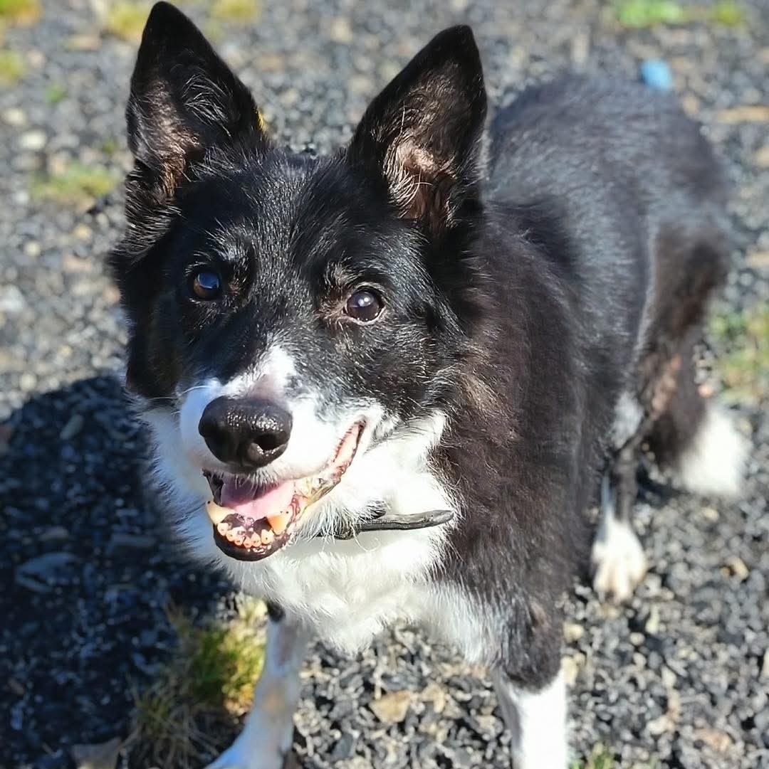 team_greenacres's tweet image. 🏡APPEAL FOR A PERMANENT FOSTER HOME🏡

Meet Pepsi, a very special 15 year old #BorderCollie who has found herself in our care after sadly losing her beloved owner

At her age, all we want for Pepsi is the chance to spend her twilight years in the comfort &amp;amp; love of a real home…