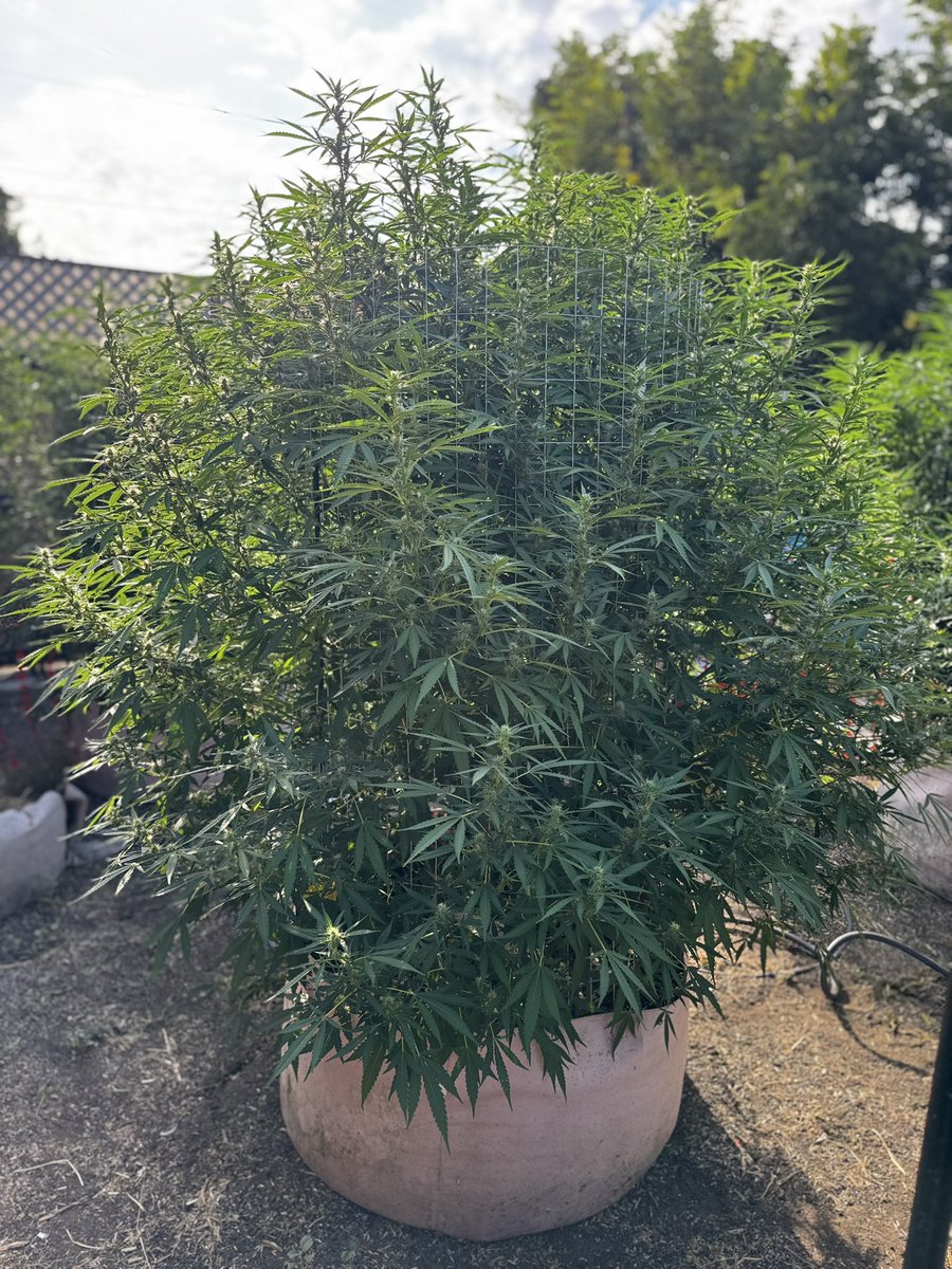 MamaGrass420's tweet photo. Flowering like a beast. Blue Cheese, and Wedding Cake. Going old school this year. #MamaGrass #MamaGrass420 #FemaleFarmers #WomenThatGrow #SheGrows #Cannabis #Pot #Farmer #cannabiscommunity #cannabiscures #CannabisCulture #Mmemberville https://t.co/Y8J56af6HU