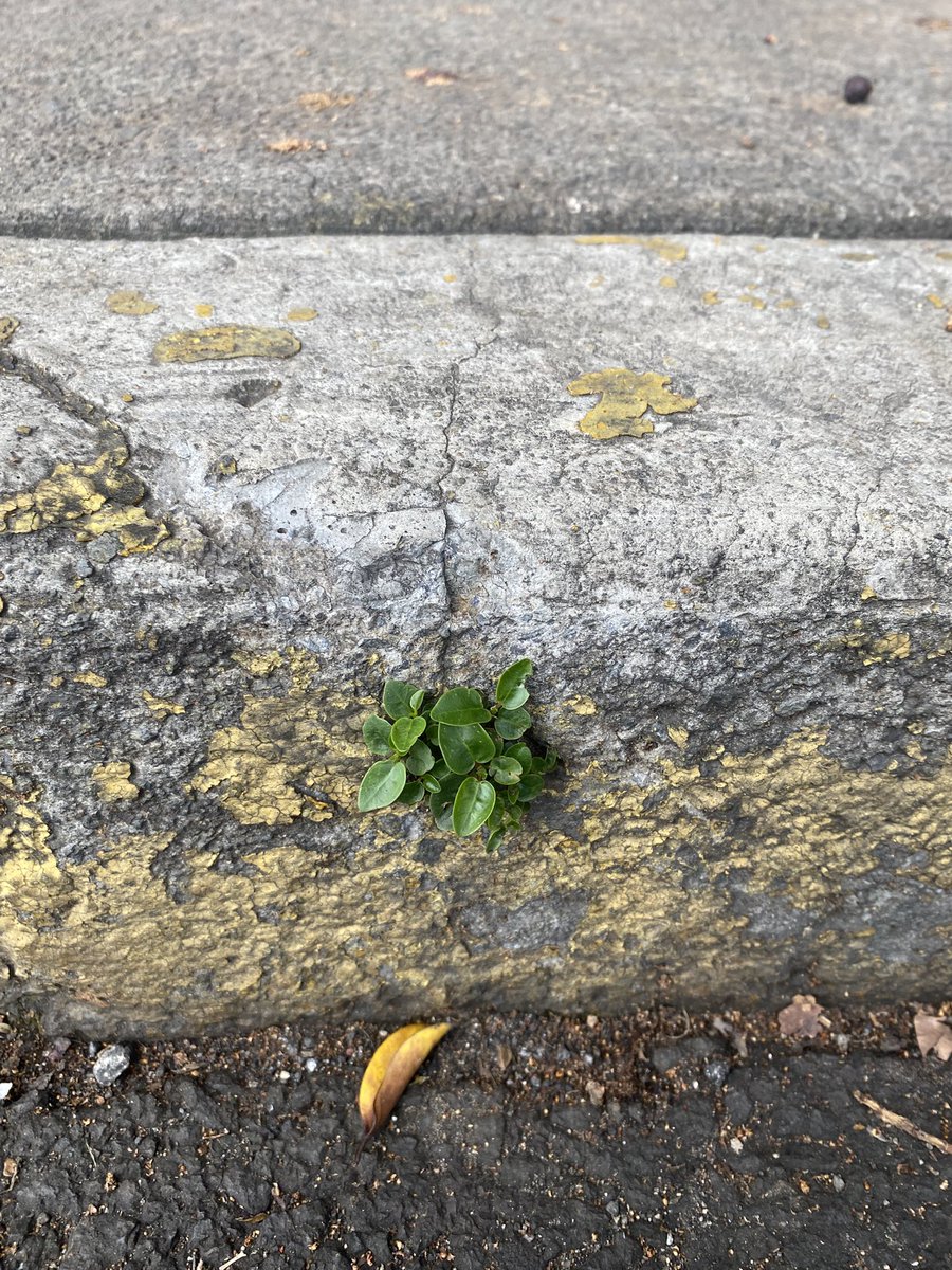 Little powerful plants! 💪🌿