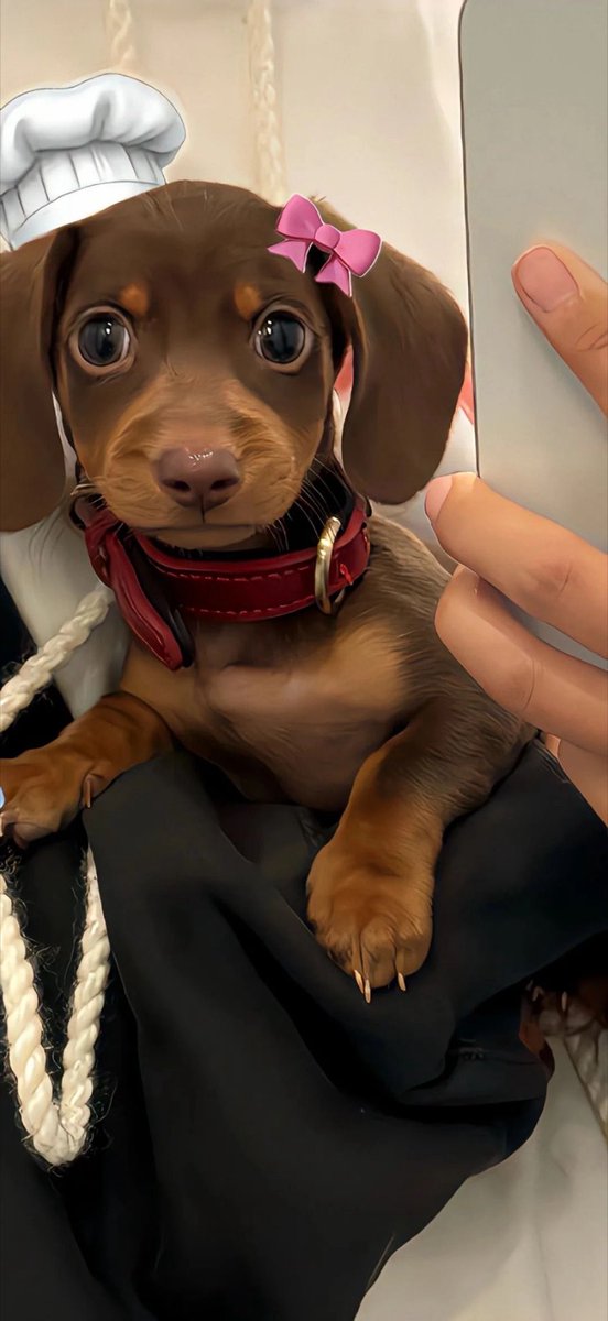 Puppies 🐶 tweet media