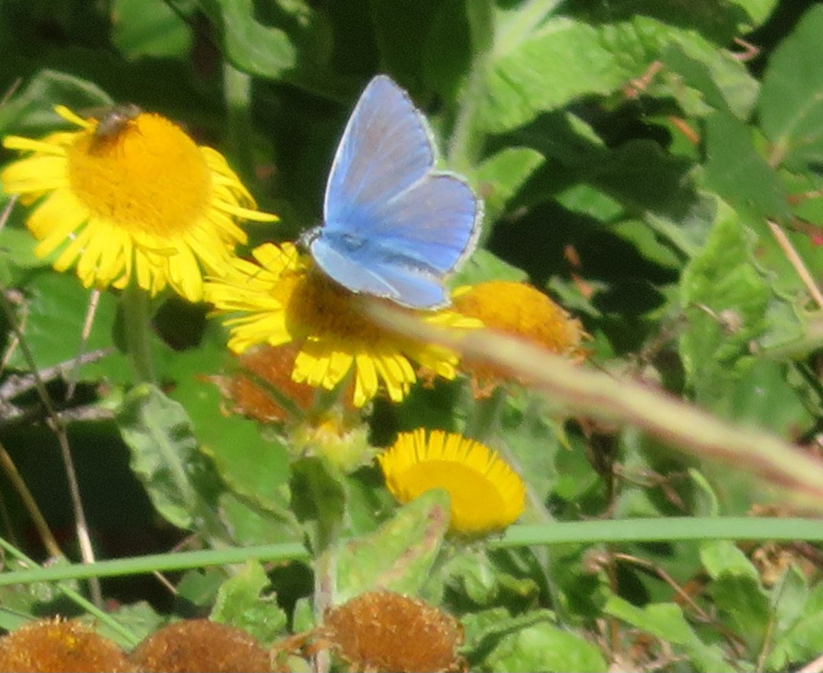 Alasdair Gordon Esq. tweet media