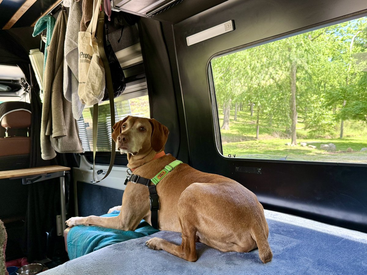 Best dog house ever 🤎 and the scenery changes without moving from the bed🌲