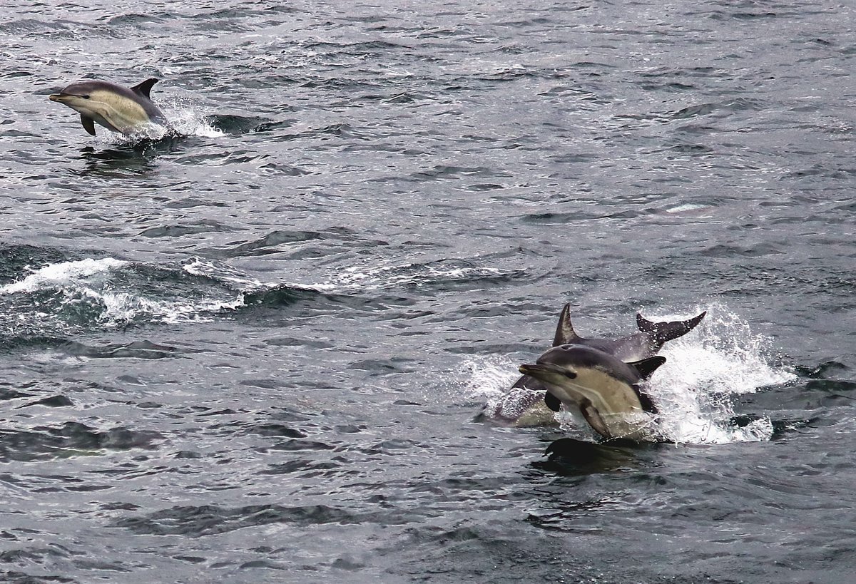 Noel H (@klondyker) on Twitter photo Some very jumpy common dolphins out in Loch Broom off Ullapool, taken aboard the Shearwater.
<a href="/HWDT_org/">Hebridean Whale & Dolphin Trust</a> <a href="/whalesorg/">Whale and Dolphin Conservation (WDC)</a> <a href="/SeaWatchersUK/">Sea Watch Foundation</a> <a href="/Seasaver/">Blue Planet Society</a> <a href="/WelcomeUllapool/">Welcome Ullapool</a> Some very jumpy common dolphins out in Loch Broom off Ullapool, taken aboard the Shearwater.
<a href="/HWDT_org/">Hebridean Whale & Dolphin Trust</a> <a href="/whalesorg/">Whale and Dolphin Conservation (WDC)</a> <a href="/SeaWatchersUK/">Sea Watch Foundation</a> <a href="/Seasaver/">Blue Planet Society</a> <a href="/WelcomeUllapool/">Welcome Ullapool</a>