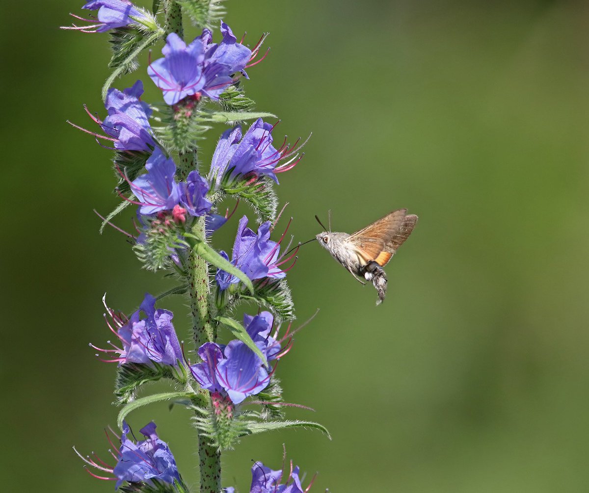 ‘Butterflies &amp; Botany’

You can’t have one without the other, and gladly I enjoy both - for finding, observing, and photographing. 

Viper’s Bugloss (Echium vulgare) is a top plant for nectar, as I hope these recent shots from northern Greece demonstrate.