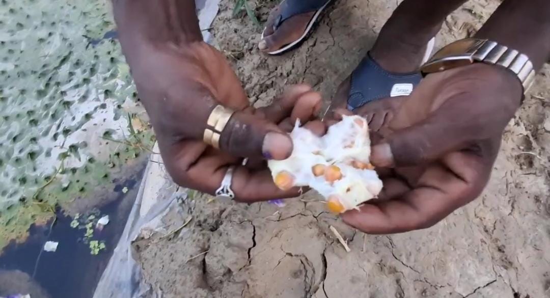 🚨 ADITI TYAGI : Has PM Modi worked for farmers?

MAKHANA FARMER 🔥🔥 : No Prime Minister has ever worked this hard for farmers. PM Modi has done a lot.

ADITI : PM talks about Makhana a lot.

FARMER: Right, right. Today our crop is going abroad because of PM Modi. He told us to