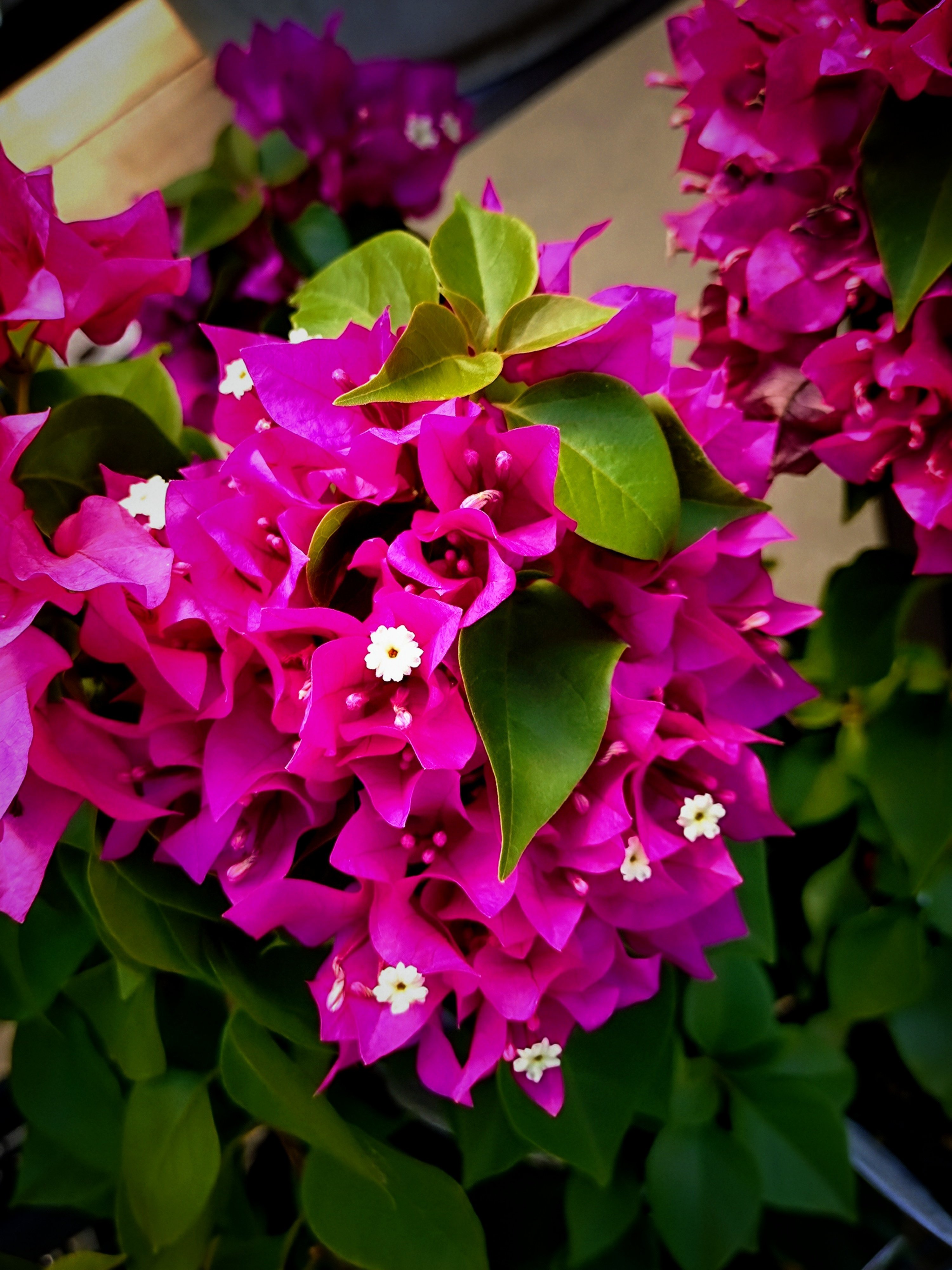 ﾌﾞｰｹﾞﾝﾋﾞﾘｱ - Search / X