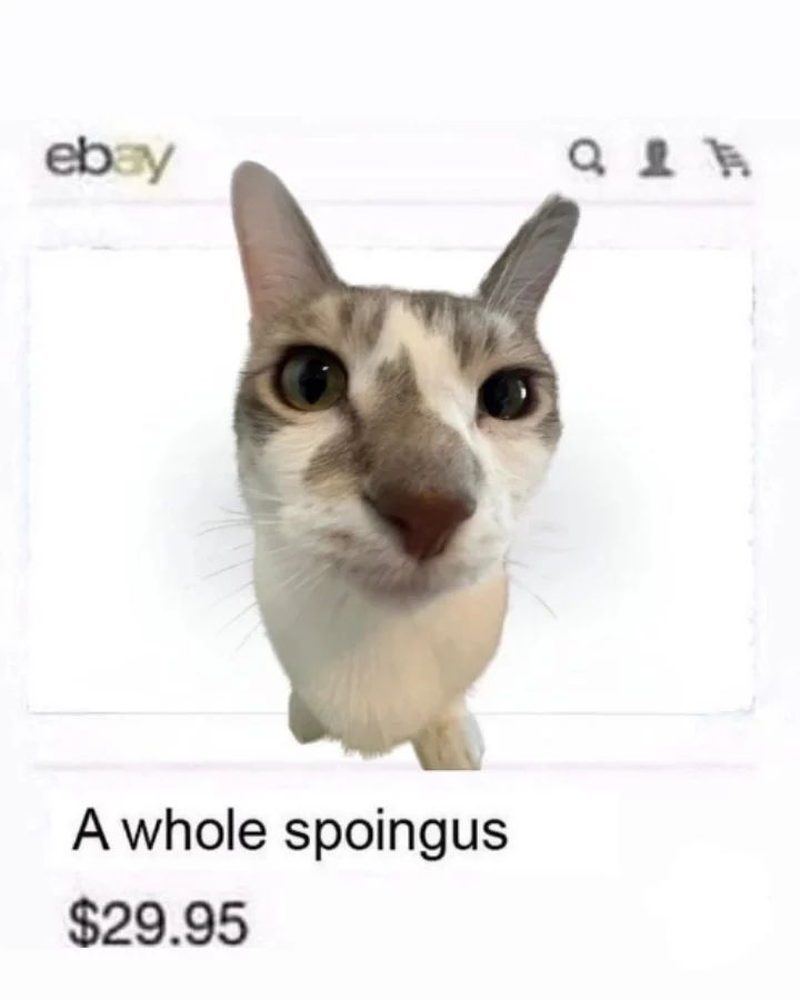 PunchingCat's tweet image. 