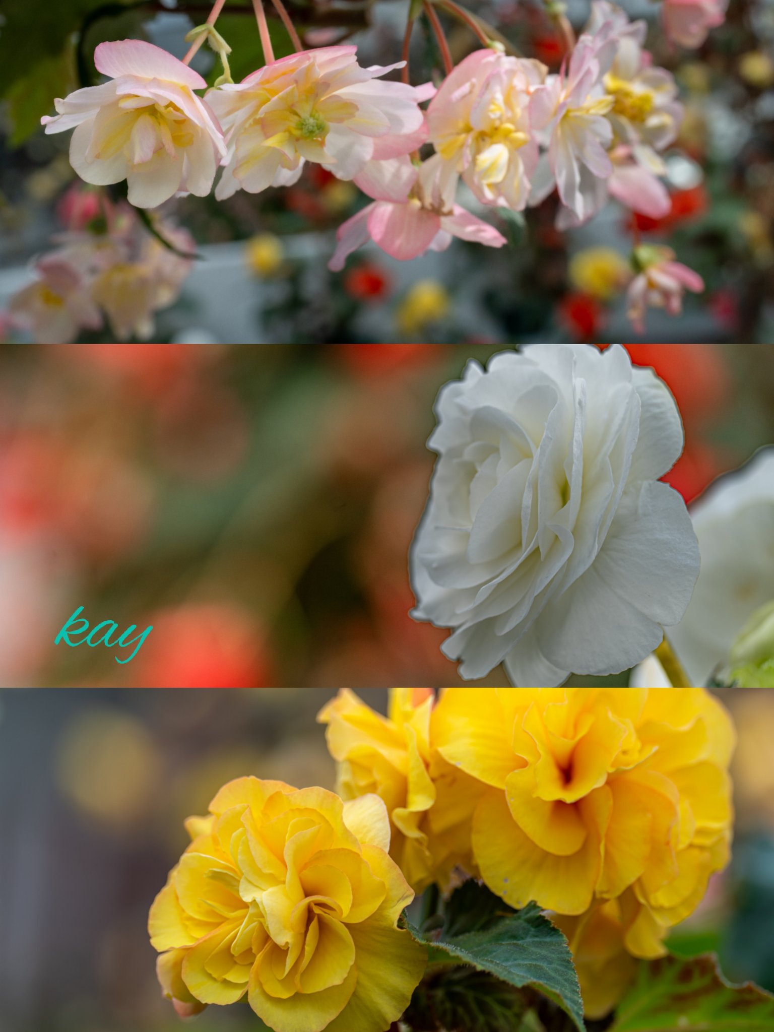 green bottle❣️Begonia ベゴニアおまとめ Begonia Green