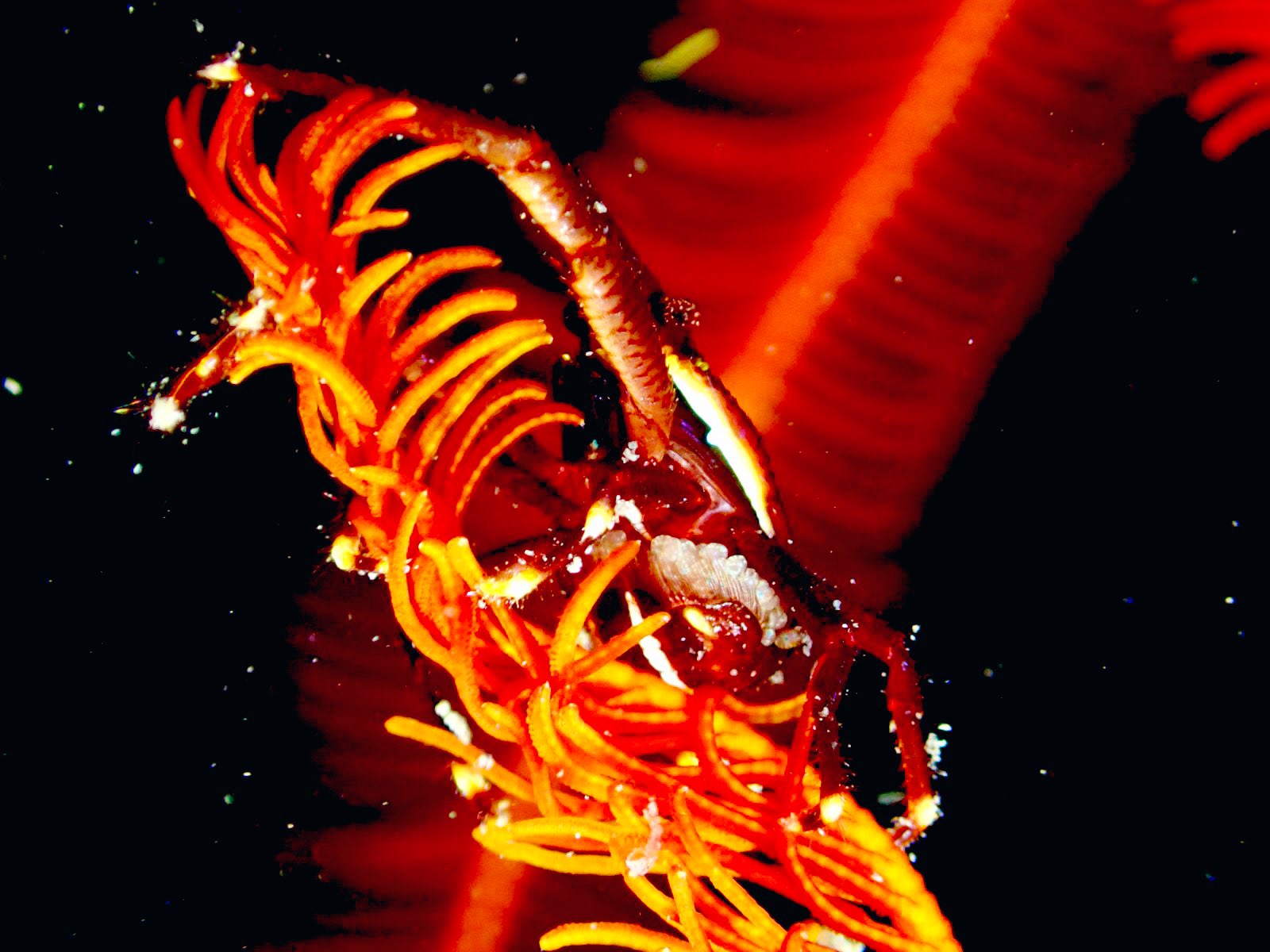 G*N様 オオロッカクコブシガニ展示中　定期オークション Yahoo!オークション -「コブシガニ」の落札相場・落札価格