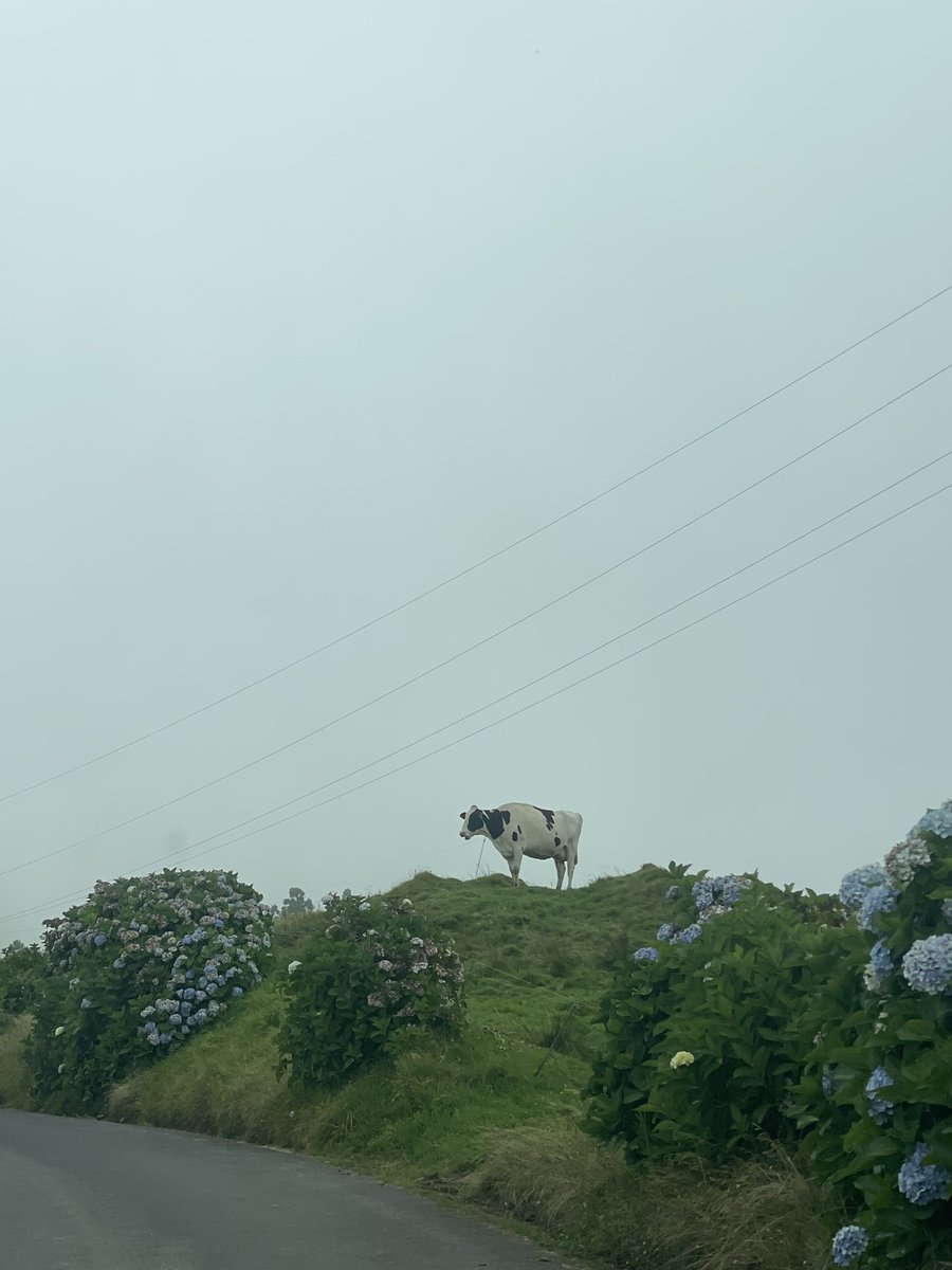 La foto del día de mi última semana de vacaciones. Posando mejor que muchxs influenssers!! 🐄 🥛