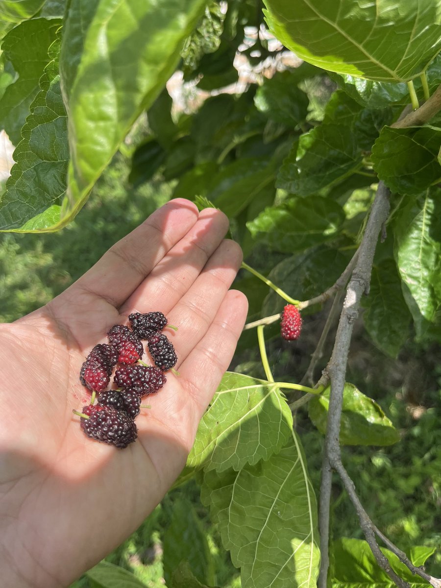 ¡Que sus hogares siempre estén llenos de amor, comida y risas! ¡Que alcancen todas sus metas! ¡Les deseo todo lo mejor! ¡Ha llegado la hora de recoger lo sembrado!  #4x4ch1ngones #4x4inquebrantables #LaGenteManda