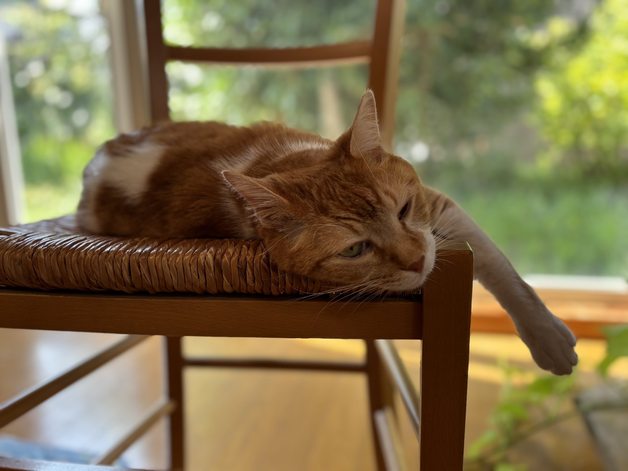 ねこ $_57.JPG?set_id=880000500F