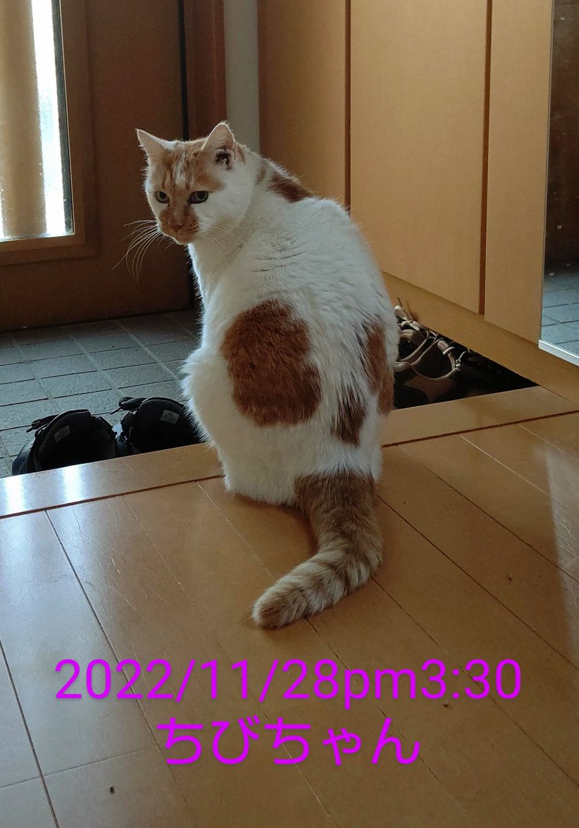 チビ猫❣ リクエスト 2点 まとめ商品 ねこねこ様 リクエスト 2点 まとめ商品 まとめ売り
