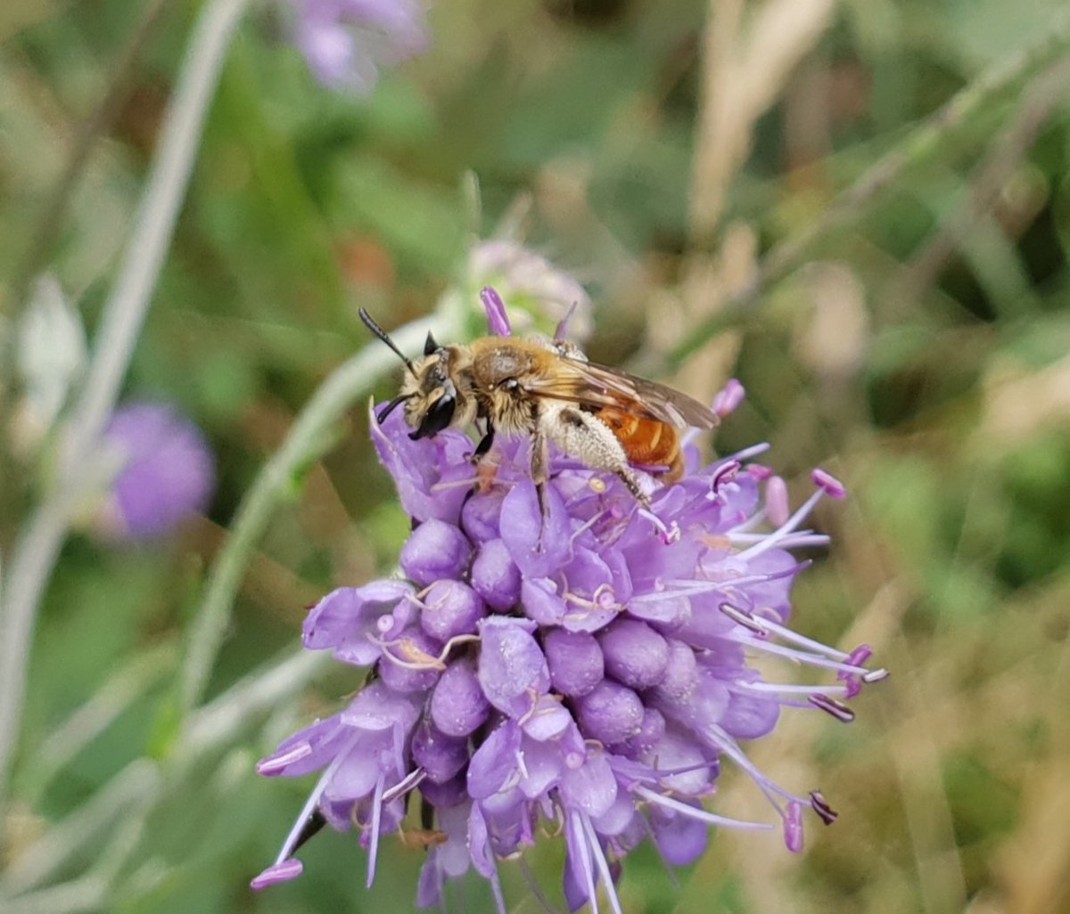 Good numbers of female Andrena marginata (Small Scabious Mining Bee) foraging at Devils-bit Scabious at Bedgebury Pinetum today. This may be a new site as not in the Kent aculeate atlas. <a href="/BedgeburyP/">Bedgebury Pinetum - Forestry England</a> <a href="/StevenFalk1/">Steven Falk</a>