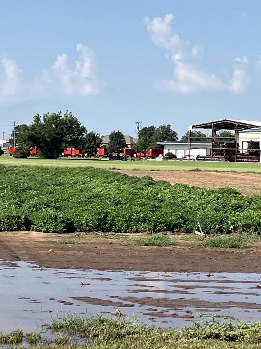 🌱 Texas peanuts thrive with strong yields + quality. #TexasPeanuts  #AgResearch #agriliferesearch