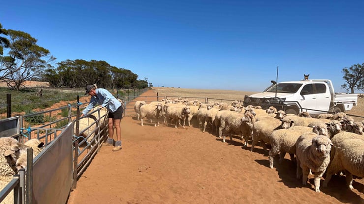Faced with dry conditions year-on-year, Mallee producer and her family turned results around by shifting the timing of their lambing calendar. 

Read more 👇
bit.ly/4lTQpIc