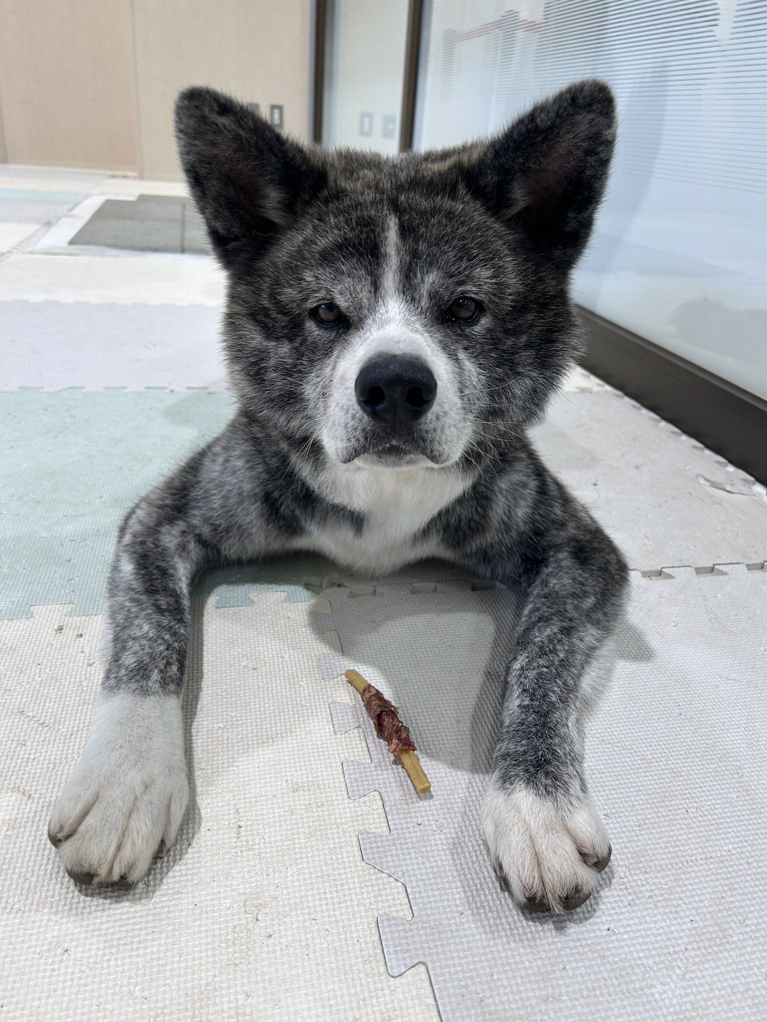 秋田犬の里【公式】 on X: 