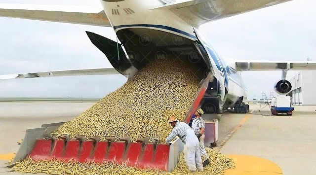 They dropped millions of purpose-bred sterile flies from planes every week in Panama from the 1960s until 2022 to keep a flesh eating parasite from getting into the U.S. cattle supply.