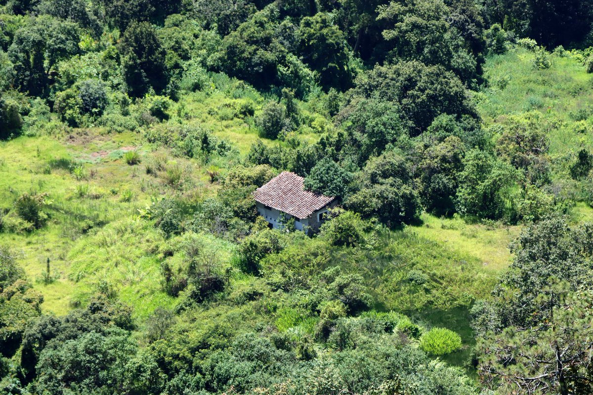 Variaciones sobre el mismo tema: dos casas en medio del bosque.