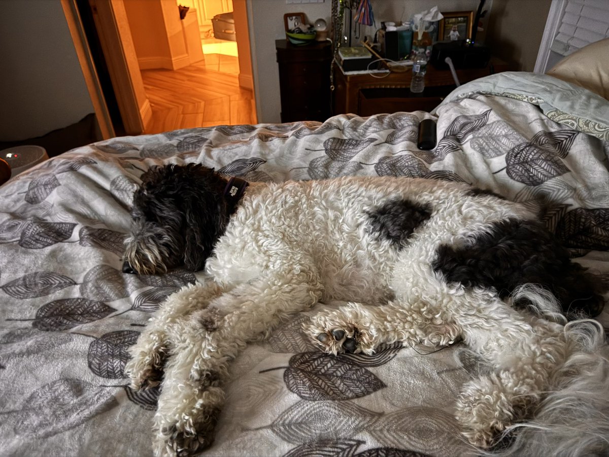 TheMikeHenning's tweet image. Lily says she’s tired from her SpaceX dog training and is going to fall asleep in from of the TV, and she is a wishing everyone a good might. @grok @honeymoon250 #Sheepadoodle