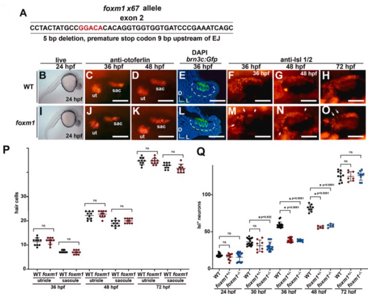 Dev_Bio_Journal's tweet image. #DBfeature #ear #Zebrafish 
Foxm1 promotes differentiation of neural progenitors in the zebrafish inner ear

by Maria Ali, James Kutlowski, Jorden Holland, Bruce Riley