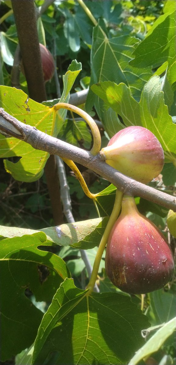 イチヂクが実っていました。🥭