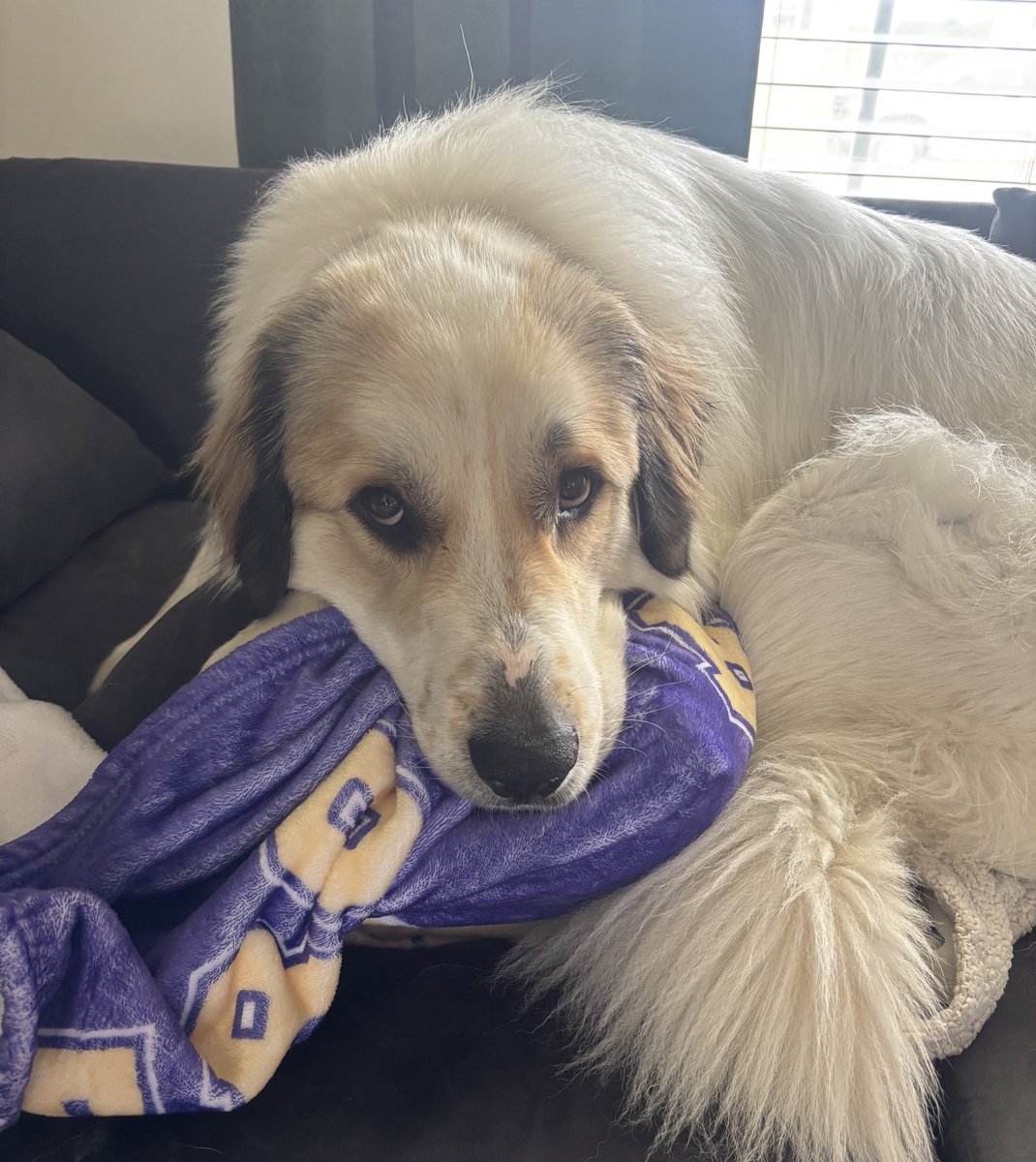 Mr Buckets got his Trojan blanket ready for the season! 

Let’s go Trojan Nation!