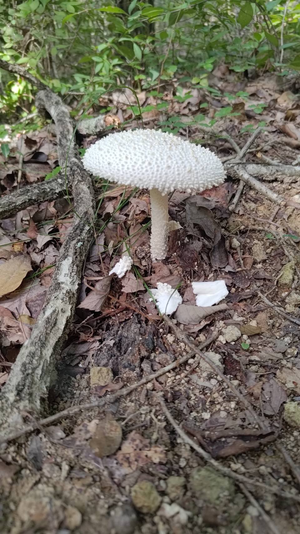 広島県のキノコ本 広島県のキノコ本 広島県のキノコ(比婆科学教育振興会, 広島きのこ
