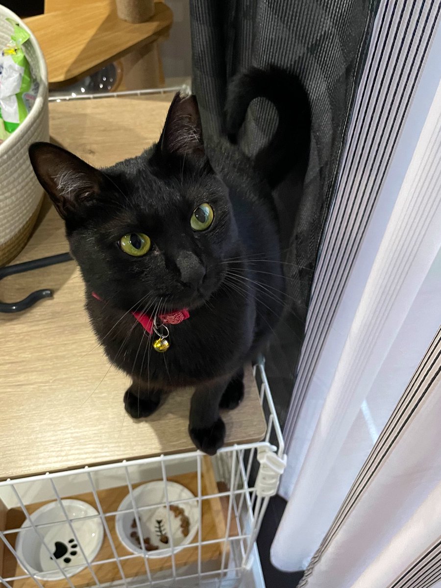 Ku94osr's tweet photo. かわいいいいいいいいい！！！　　

#黒猫 #猫好きさんと繋がりたい https://t.co/dKtLGbzY6x