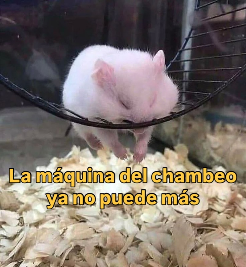Memes Universidad Nacional tweet media