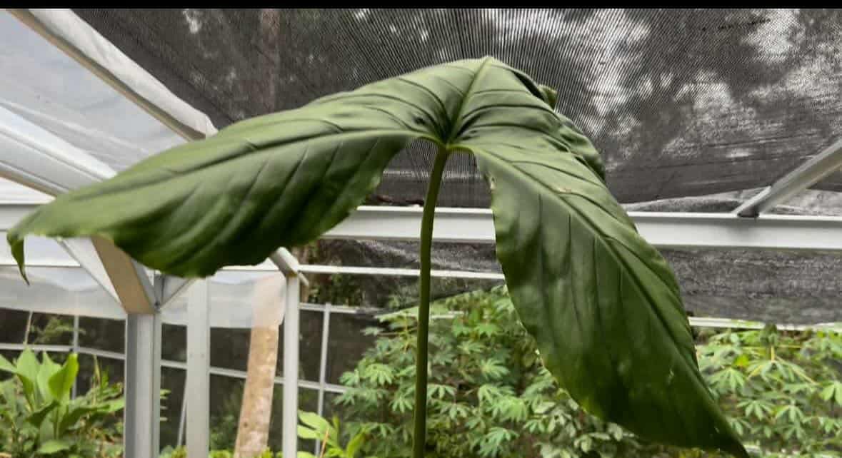 パプアのCyrtosperma2種の種子を出品しました。在庫僅少なので1粒あたりの価格かつ発芽保証はなしですが、チャレンジする価値はあると思います！

auctions.yahoo.co.jp/seller/arisaem…