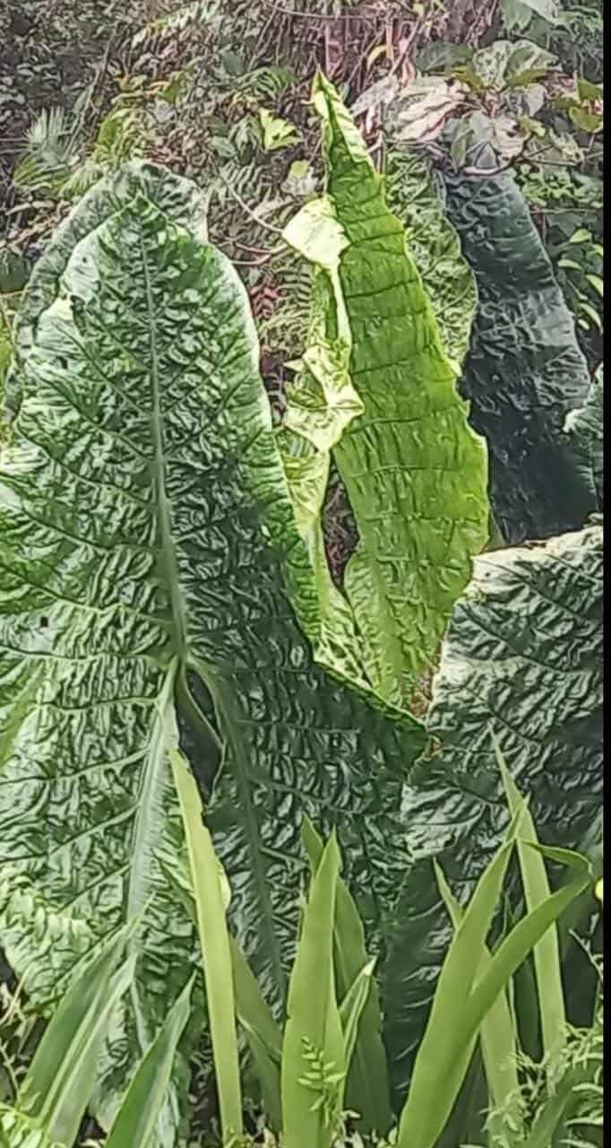 その他観葉植物 Drynaria delavayi Chuxion その他観葉植物 Drynaria delavayi Chuxion Drynaria - Search / X