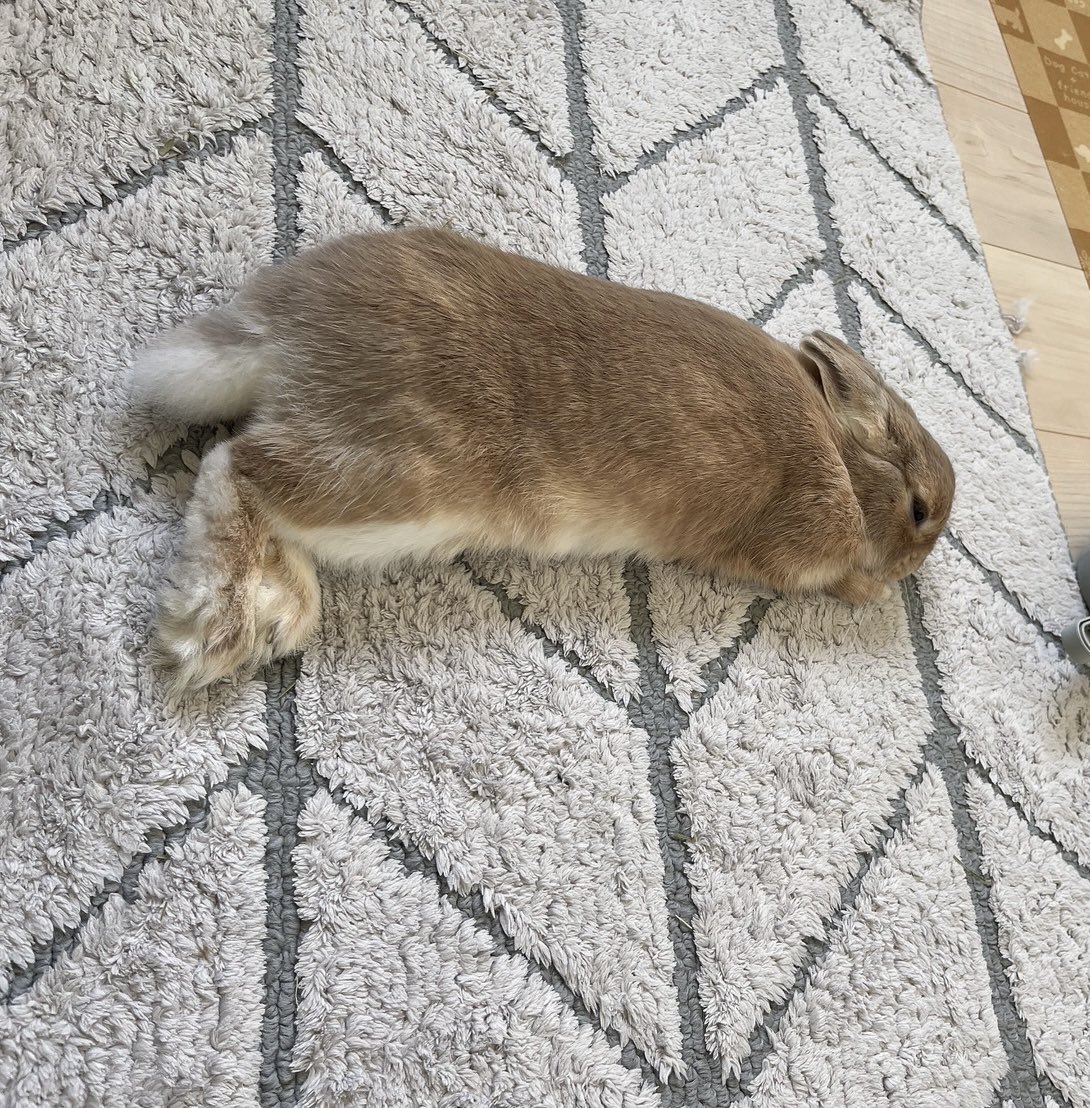 またデスクチェアに乗ってきて…そして降りて…寝た😪気まま🐰ライフ

#ネザーランドドワーフ #うさぎ #rabbit #可愛い #うさぎのいる生活 #みそピー