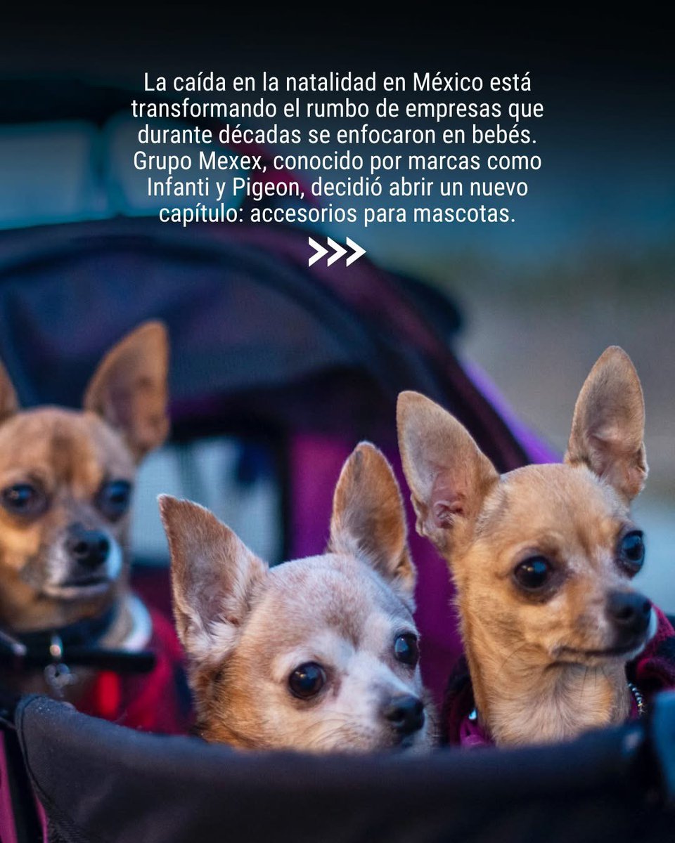 Gaceta MC 🇲🇽🗞 tweet media