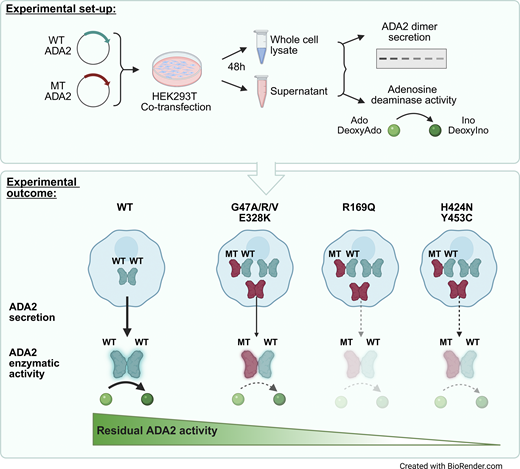 LabWaggoner's tweet image. Dominant negative ADA2 mutations cause ADA2 deficiency in heterozygous carriers @JExpMed
rupress.org/jem/article/22… preview by @BogunovicLab
rupress.org/jem/article/22…
@IsabelleMeyts 🇧🇪 @marjon_wouters