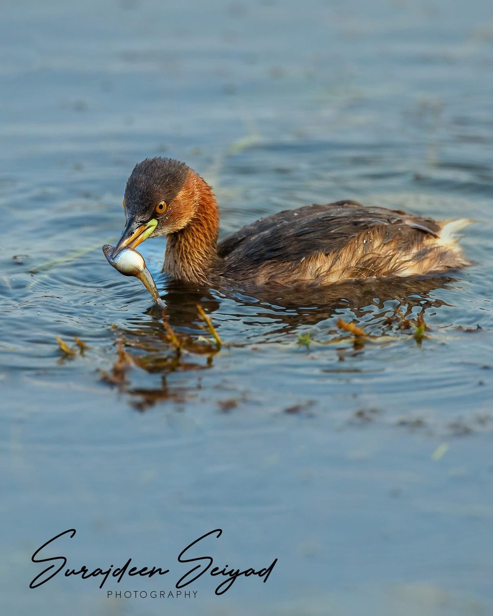 Little Grebbe - Wilpattu National Park Sri Lanka 

Smallest fresh water bird- grabbing a tadpole. 

for more in-depth content @wildernesstrails
#birdlovers #bird_lovers #birding #bird_brilliance #birds_captures #bird_captures #birdscaptures #birds_adored #bestbirdshots  
#bird
