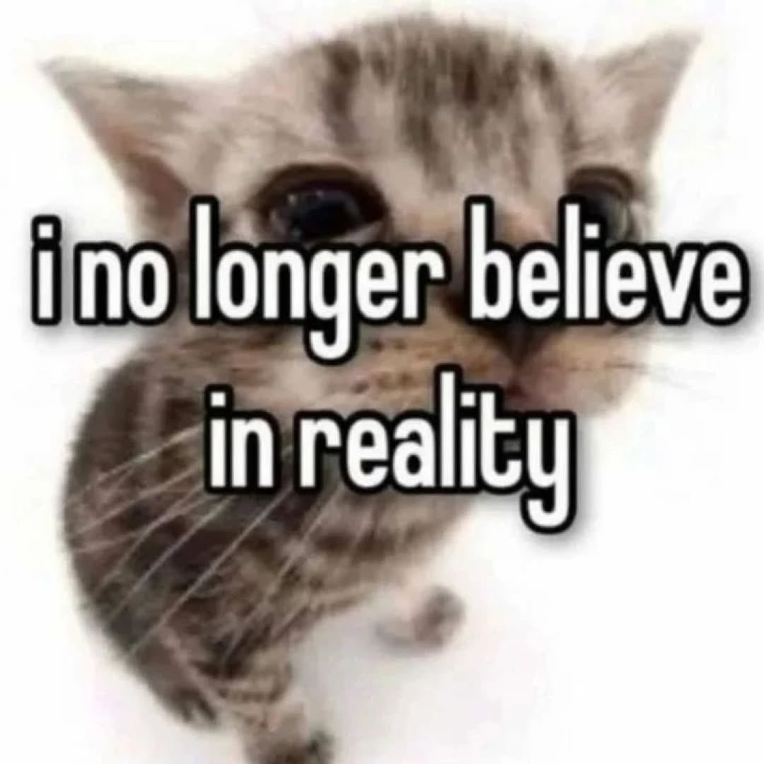 LiterallyMeCats (@literallymecats) on Twitter photo 