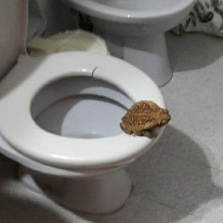 Croaco (@frog_curryy) on Twitter photo 