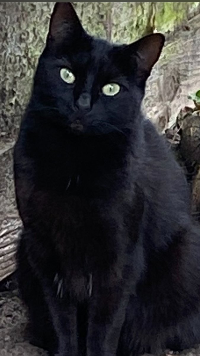 Steven Elder tweet media