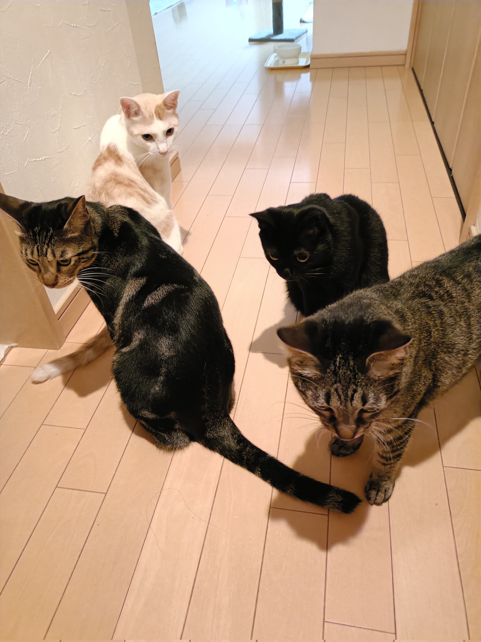 猫水ぬこ on X: 