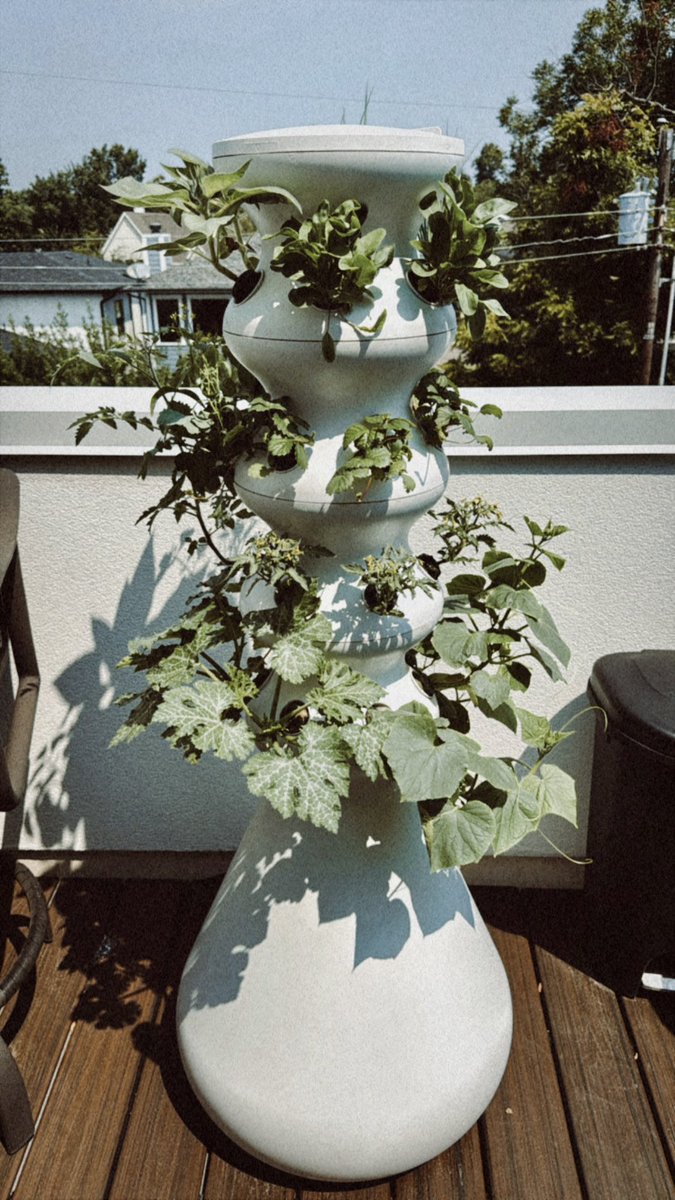 Can’t wait to harvest these in a few weeks! 🍓🥒🍅🥬